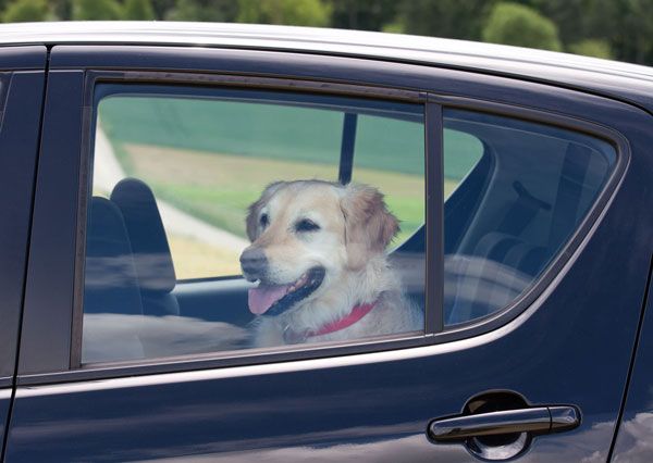 Hitze im Auto kann lebensgefährlich sein